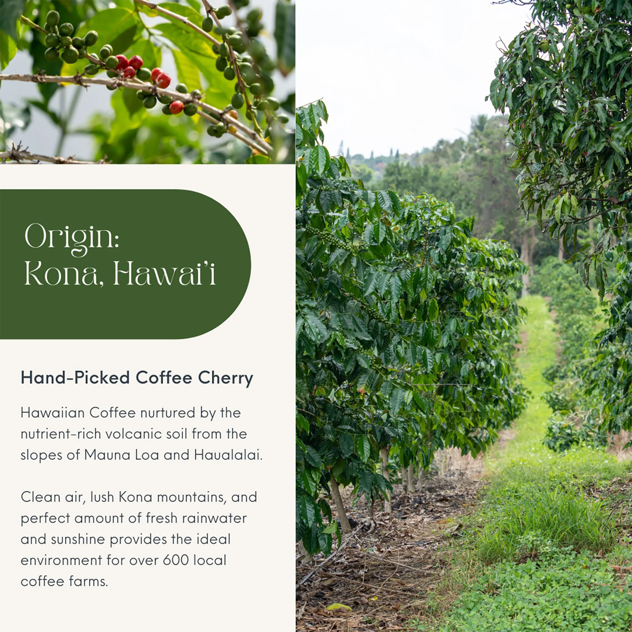 Royal Kona Chefs Series Coffee - APG - Image 3